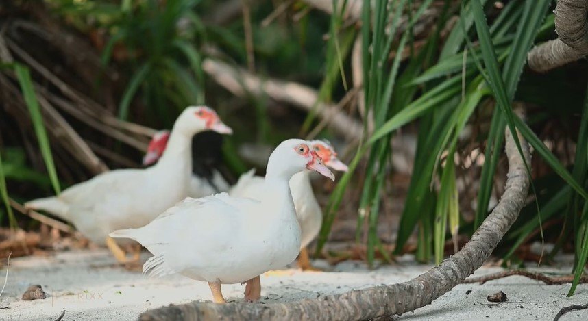 Entog: Si “Bebek Jumbo” yang Lagi Viral & Naik Daun!